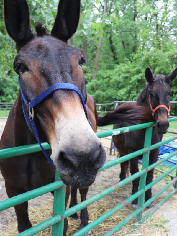 Customer Spotlight: It’s Mule Crush&nbsp;Monday